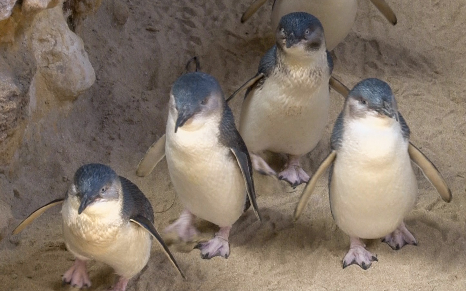«Australian Penguins» (2)