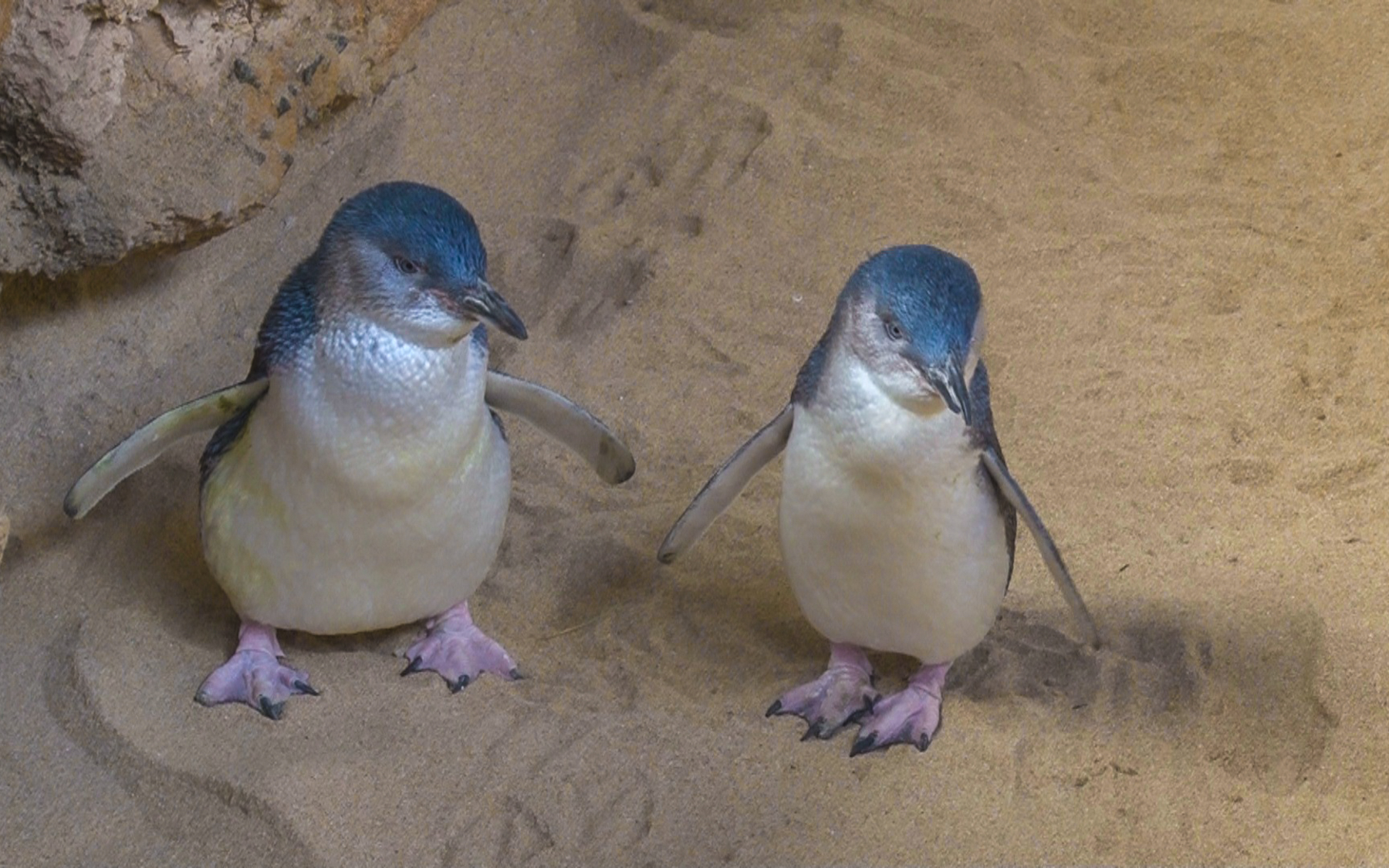 «Australian Penguins» (3)