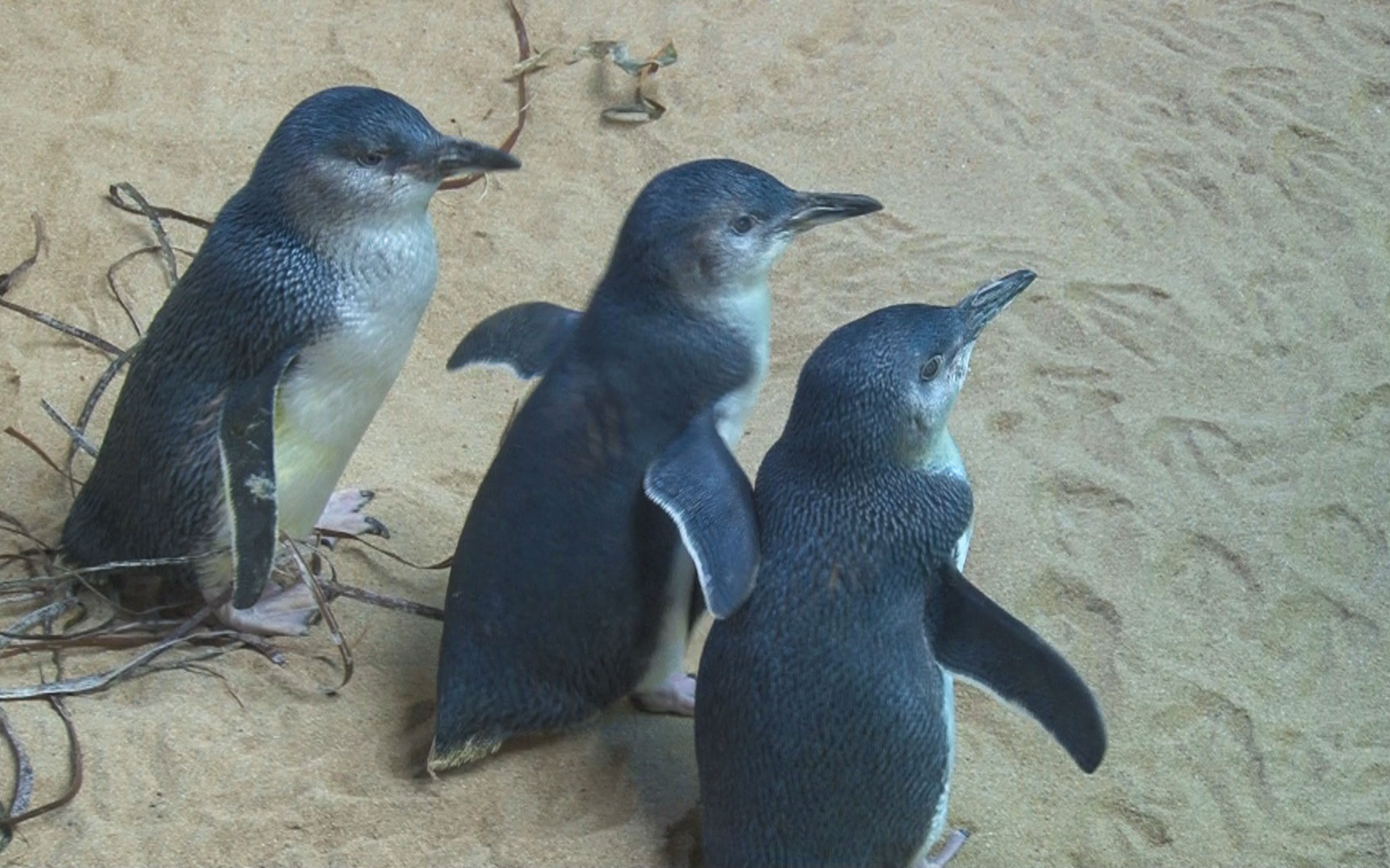 «Australian Penguins»