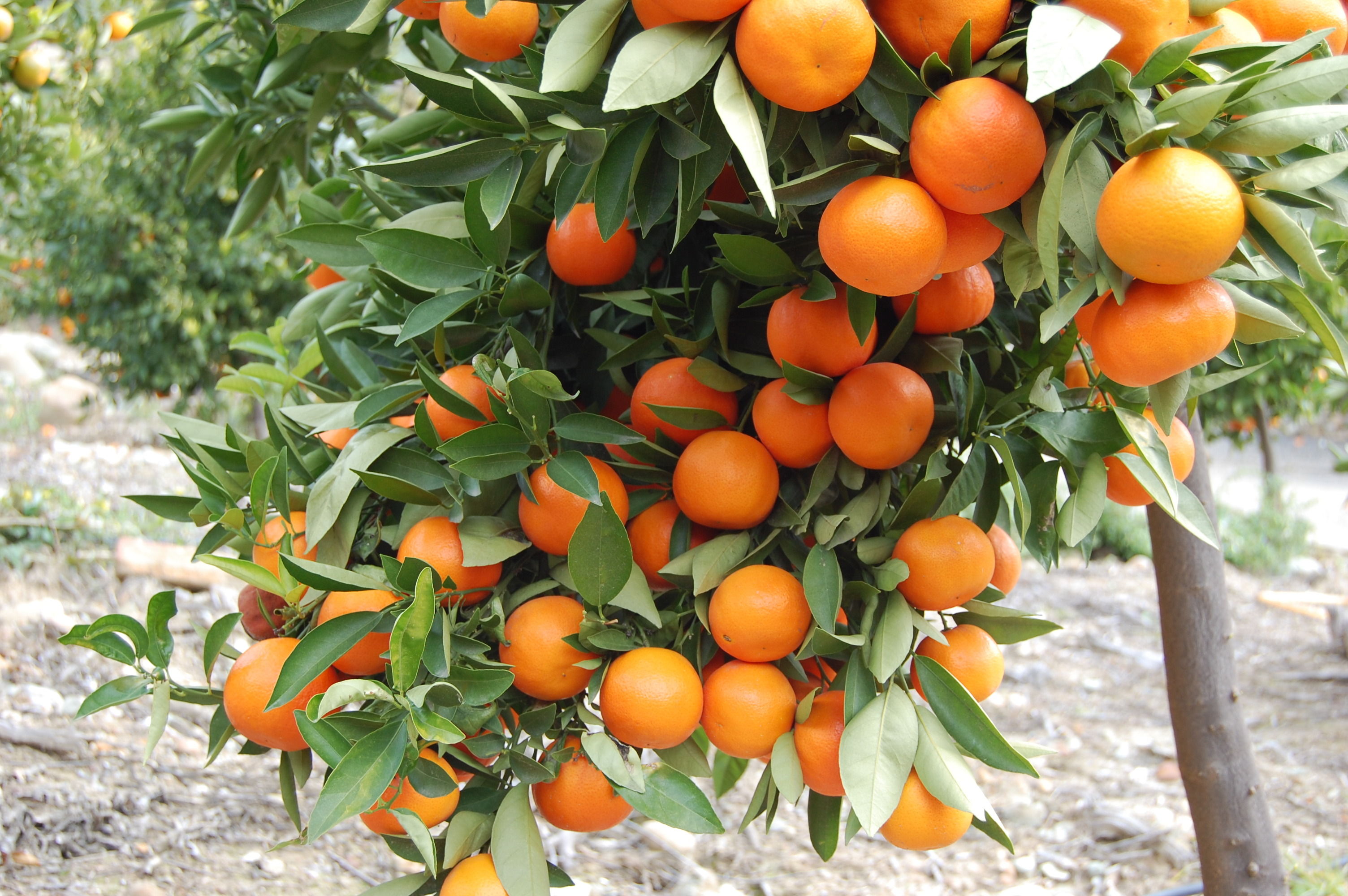 «Πορτοκάλια Λακωνίας» (2)