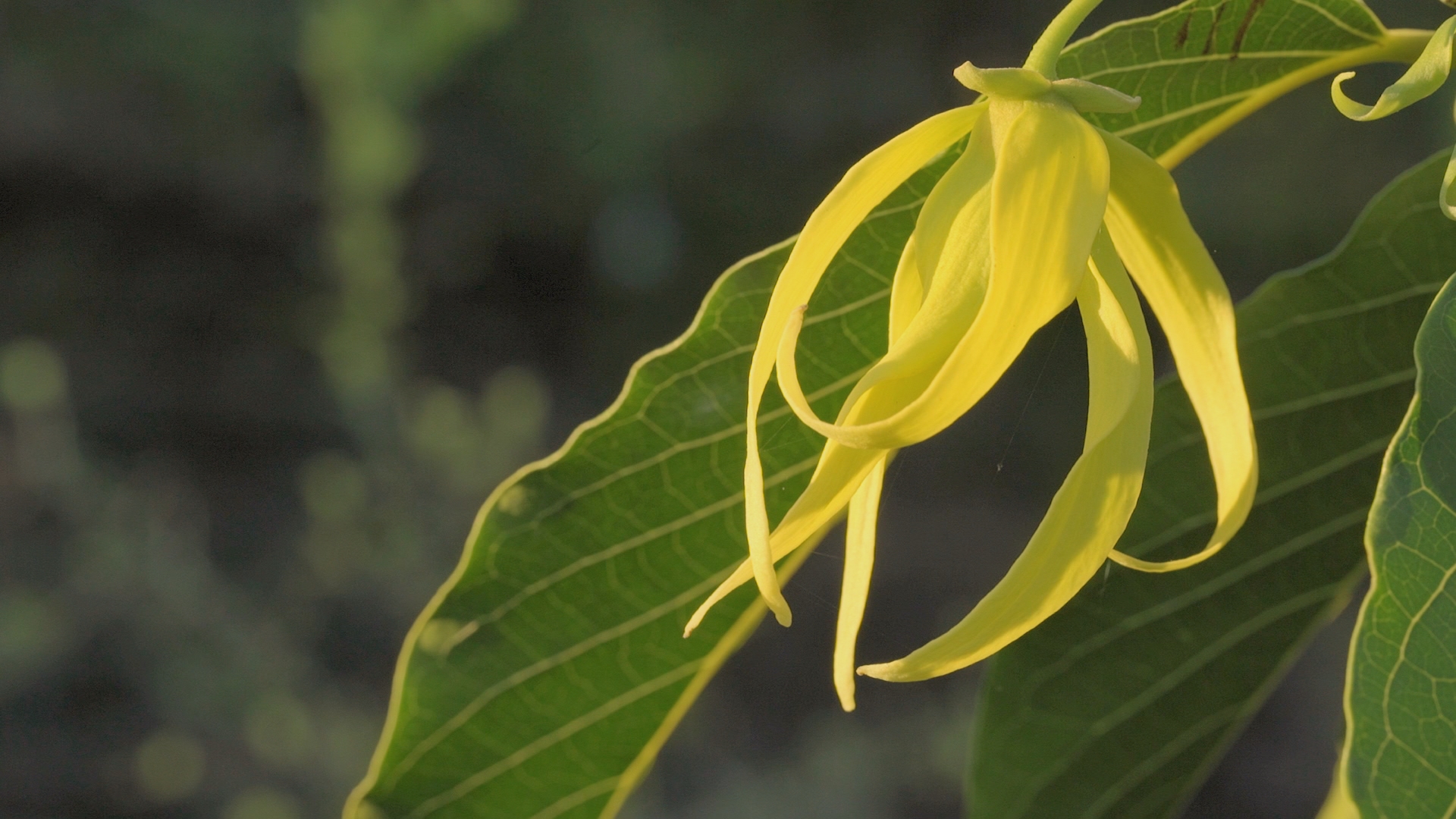 YLANG-fleur d'ylang ylang © ZED