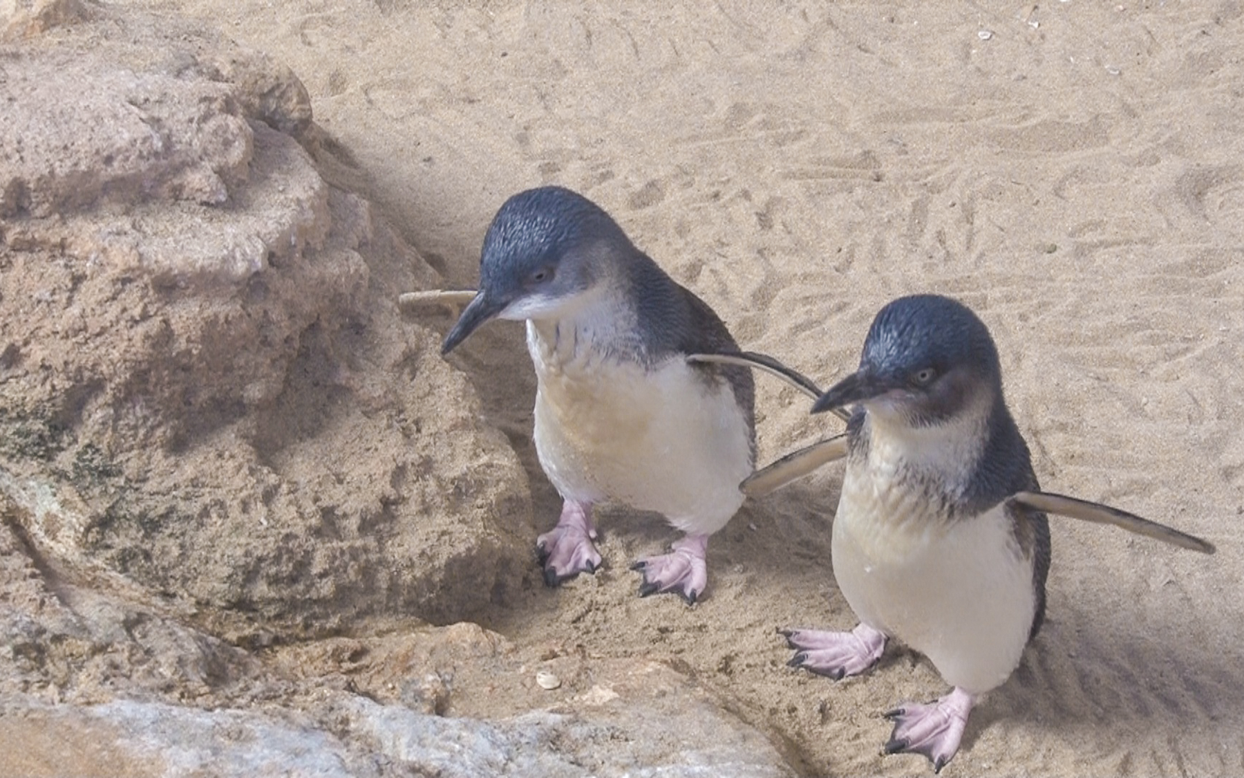 «Australian Penguins» (1)