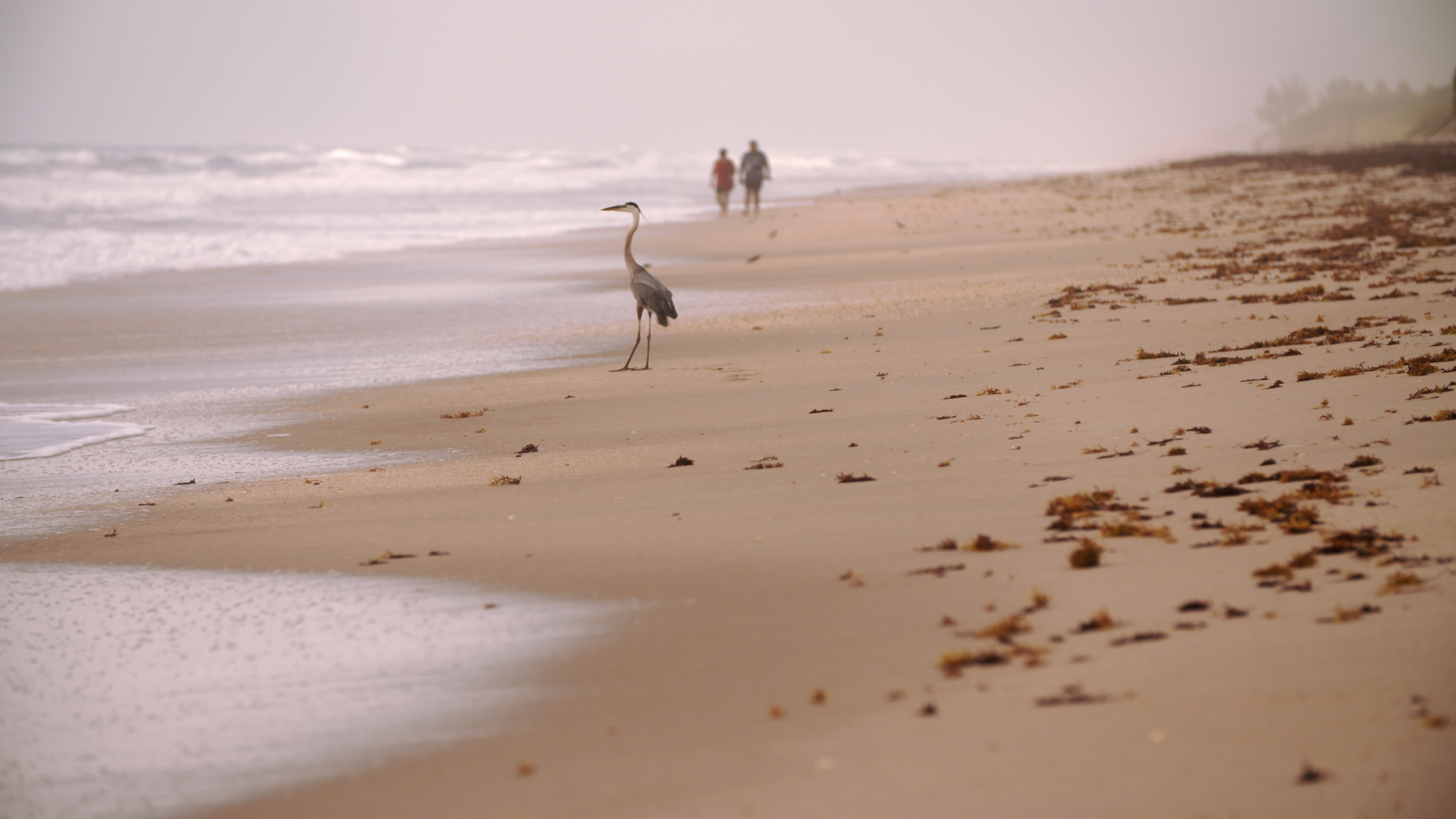 «Ζωντανές παραλίες» – Η εκπληκτική σειρά ντοκιμαντέρ κάνει πρεμιέρα στην ΕΡΤ2